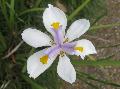 African Iris / Dietes vegeta